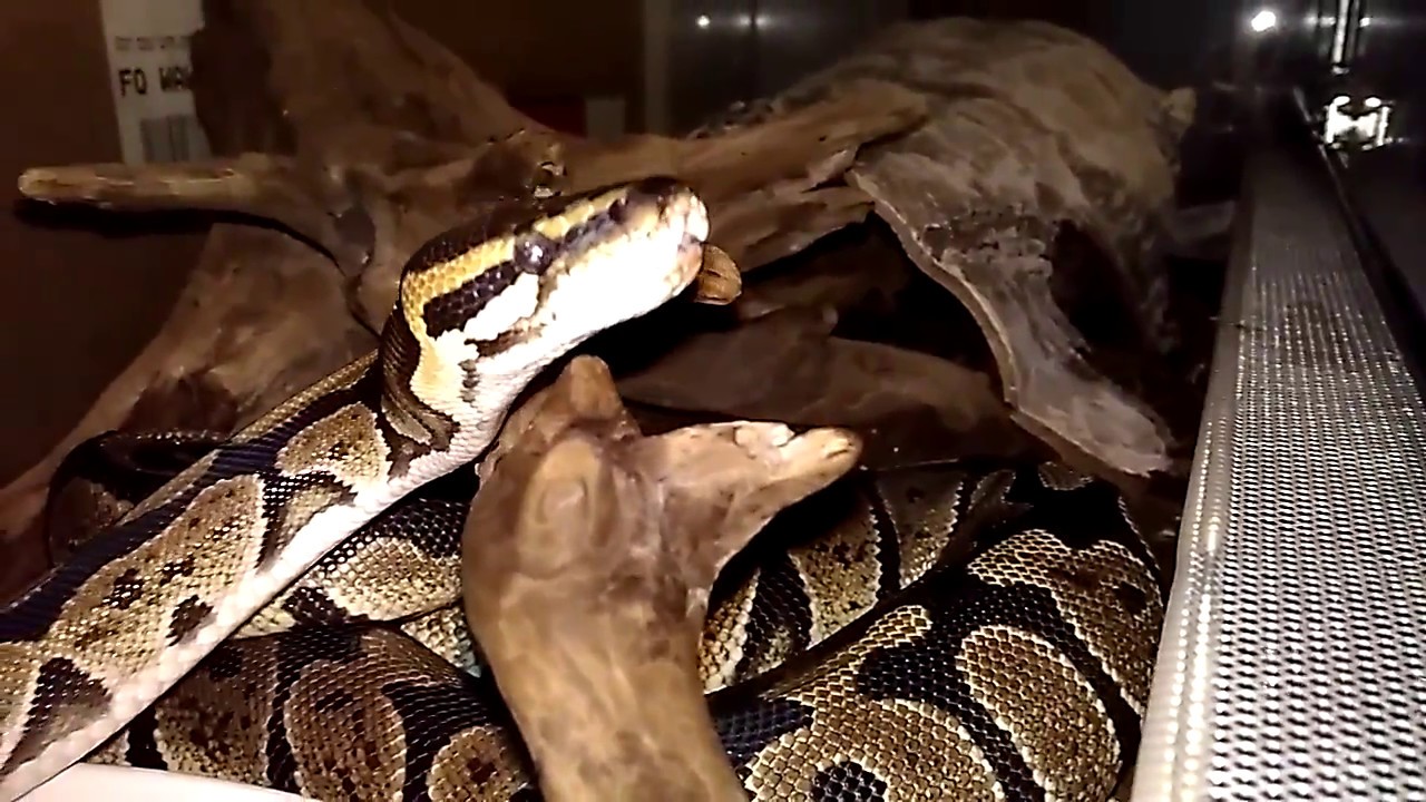 Snake Ball python (Python regius) drinking water after the dinner