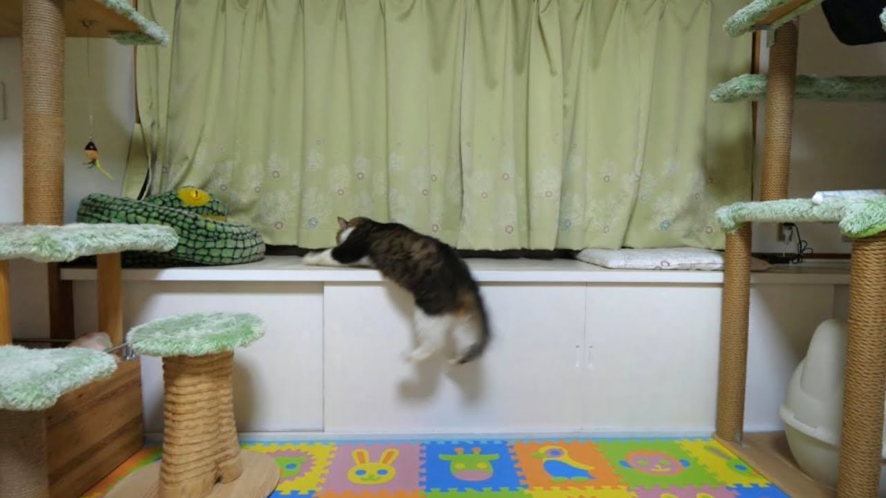 可愛い画像 The boss cat that came to fall