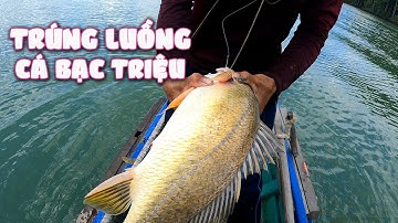 CỐ TÌM CON CÁ SẨY VÔ TÌNH TRÚNG MÁNH LUỒNG CÁ SỦ VÀNG #sangsanbat 27