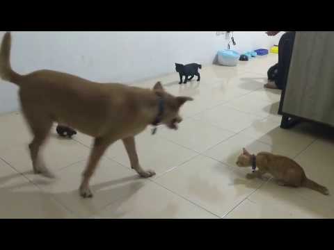 Playtime : Baron + Chikodet vs Robot Tikus Playtime : Baron + Chikodet vs Robot Tikus