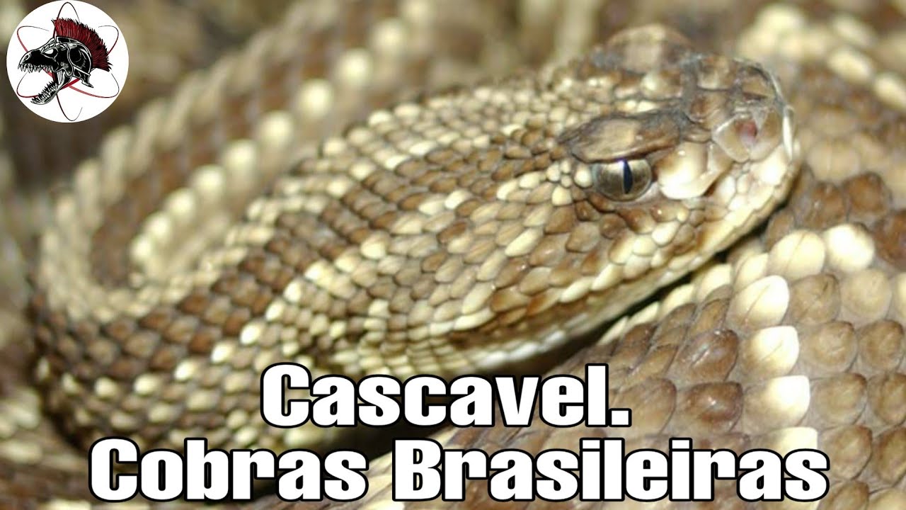 Cascavel serpentes brasileiras | Biólogo das Serpentes | Biólogo Henrique