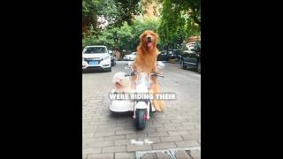 Dog Heroes Clean Up and Save the Day🐶