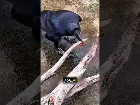 هذا الغراب يسخدم ذكاءه بطريقة مميزة   