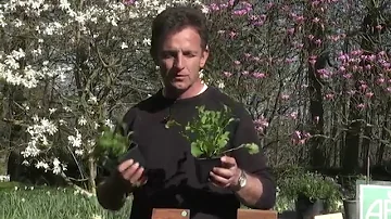 Comment cultiver la salade roquette ?