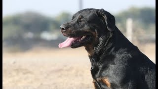 rottweiler labrador mix el mas amoroso by amazing videos 371 views 8 months ago 1 minute, 36 seconds