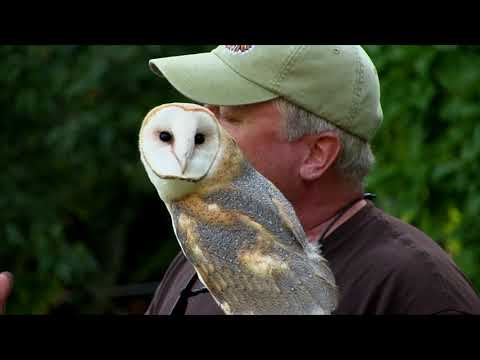 Meet the Barn Owl with Brian Bradley