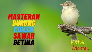 MASTERAN BURUNG CIBLEK SAWAH BETINA MEMANGGIL JANTAN