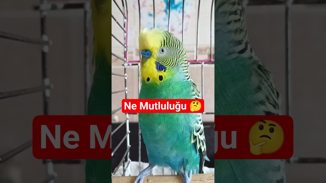 Her Muhabbet Kuşu Sahibinin Bilmesi Gereken Ses #muhabbetkuşu #birds #budgies #talkingparot #parrot