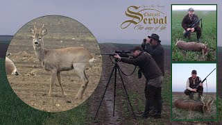 Spring Roebuck Hunting  Backa Palanka 2022. Part 1