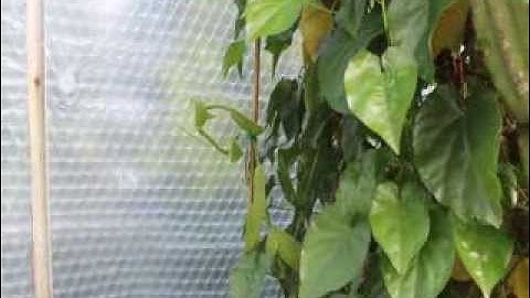 Ethnobotanicals in our greenhouse WeberSeeds.nl