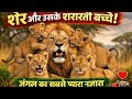 शेर और उसके शरारती बच्चे | जंगल का सबसे प्यारा नज़ारा 🦁