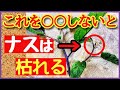 【超重要!ナスの基本】長~くたくさん収穫する3本仕立てと芽かき・支柱の立て方~初心者も分かるなすの育て方~