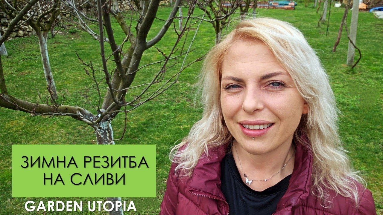 ЗИМНА РЕЗИТБА на СЛИВИ