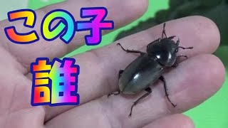 【クワガタ飼育】クワガタがマンションの前にいたので飼うことにした