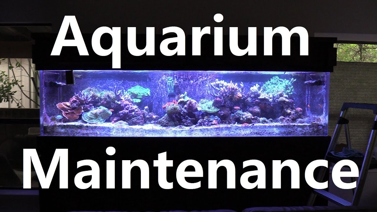 Picture of Reef Tank Maintenance - Calcium Reactor, Skimmer, Pumps, Water change ...