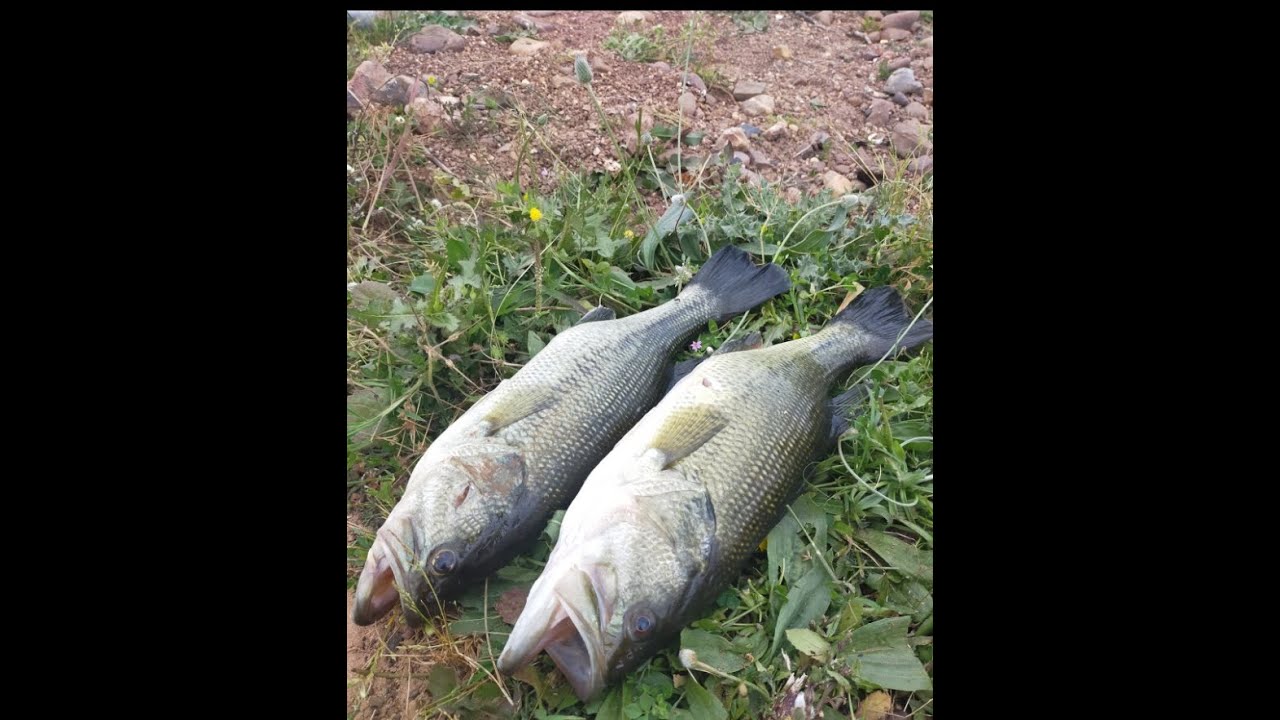 peche au barrage de sale   الصيد في السد بمدينة سلا