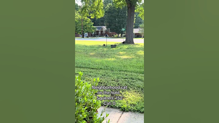 The squirrels always win.
