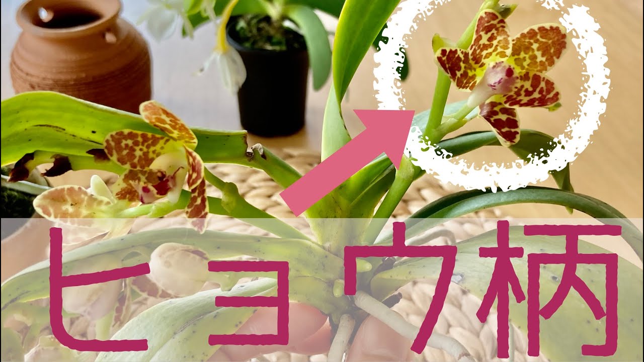 豹柄の胡蝶蘭をもらった話】コレからどう育てようか迷っています - YouTube