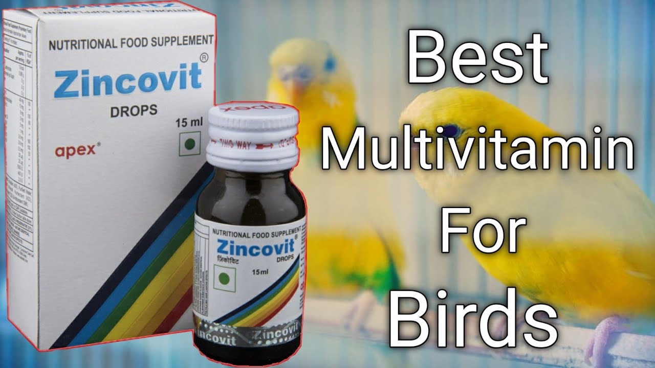 Best Multivitamin For Birds_In Bengali. YouTube