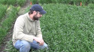 Winter Wheat Disease Risk Assessment: Early Season