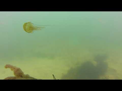 PACIFIC SEA NETTLE JELLY FISH