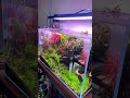 Planted Aquarium | Chihiros WRGB II SLIM light
