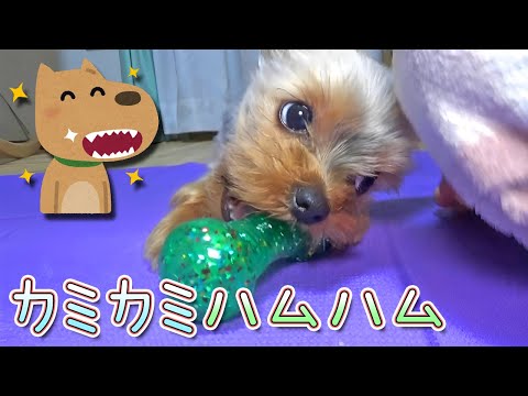 【ヨークシャテリア】今日も元気にカミカミハムハムするヨークシャテリア【Yorkshire Terrier】