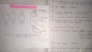 Megasporogenesis | Formation of Embryo Sac |Class 12th