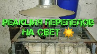 Реакция перепелов на свет ✅