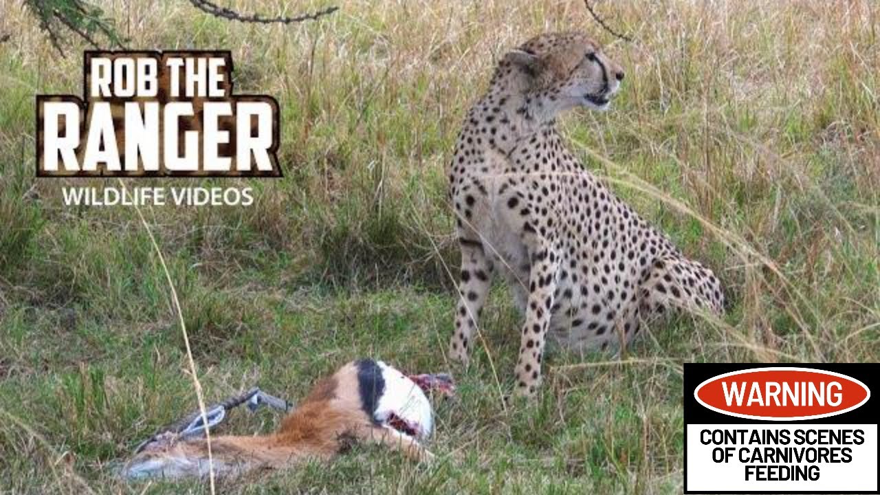 Female Cheetah Eats A Gazelle | Maasai Mara Safari | Zebra Plains - YouTube