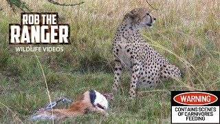 Female Cheetah Eats A Gazelle | Maasai Mara Safari | Zebra Plains