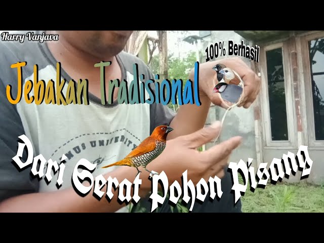 Cara membuat jebakan burung,Jebakan burung tradisional class=