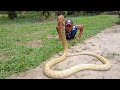 INILAH SOSOK ASLI ULAR KING COBRA RAKSASA GOLDEN KALIMANTAN | ULAR | KING COBRA