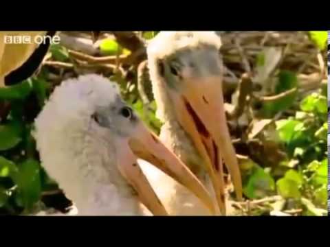 კაი ნუ გაატრაკე