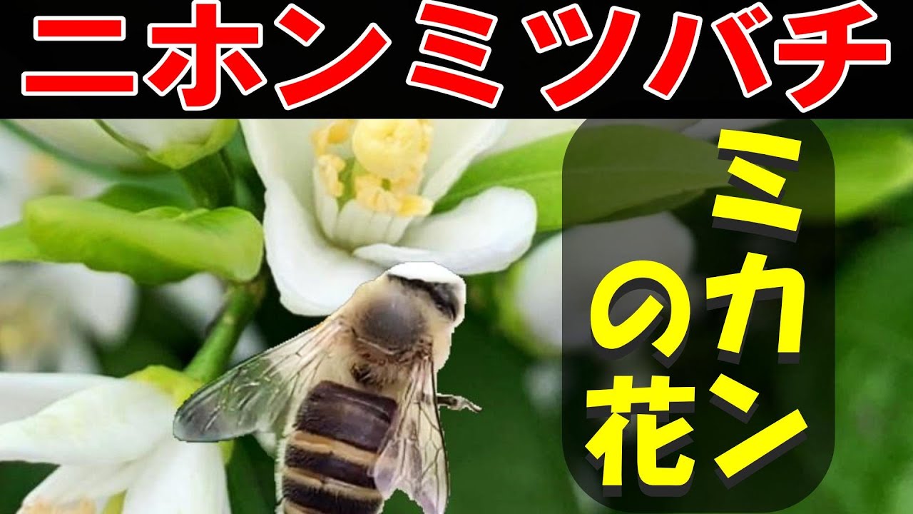 ハゼ ミツバツツジ 2点おまとめ かんたんハゼ釣り胴突セット｜製品情報
