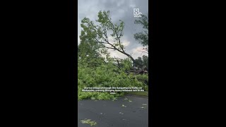 Storms sweep through the Susquehanna Valley, toppling tree in Lancaster County