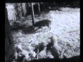 Dog defends sheep and kill 2 wolves の動画、YouTube動画。