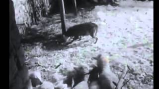 Dog defends sheep and kill 2 wolves