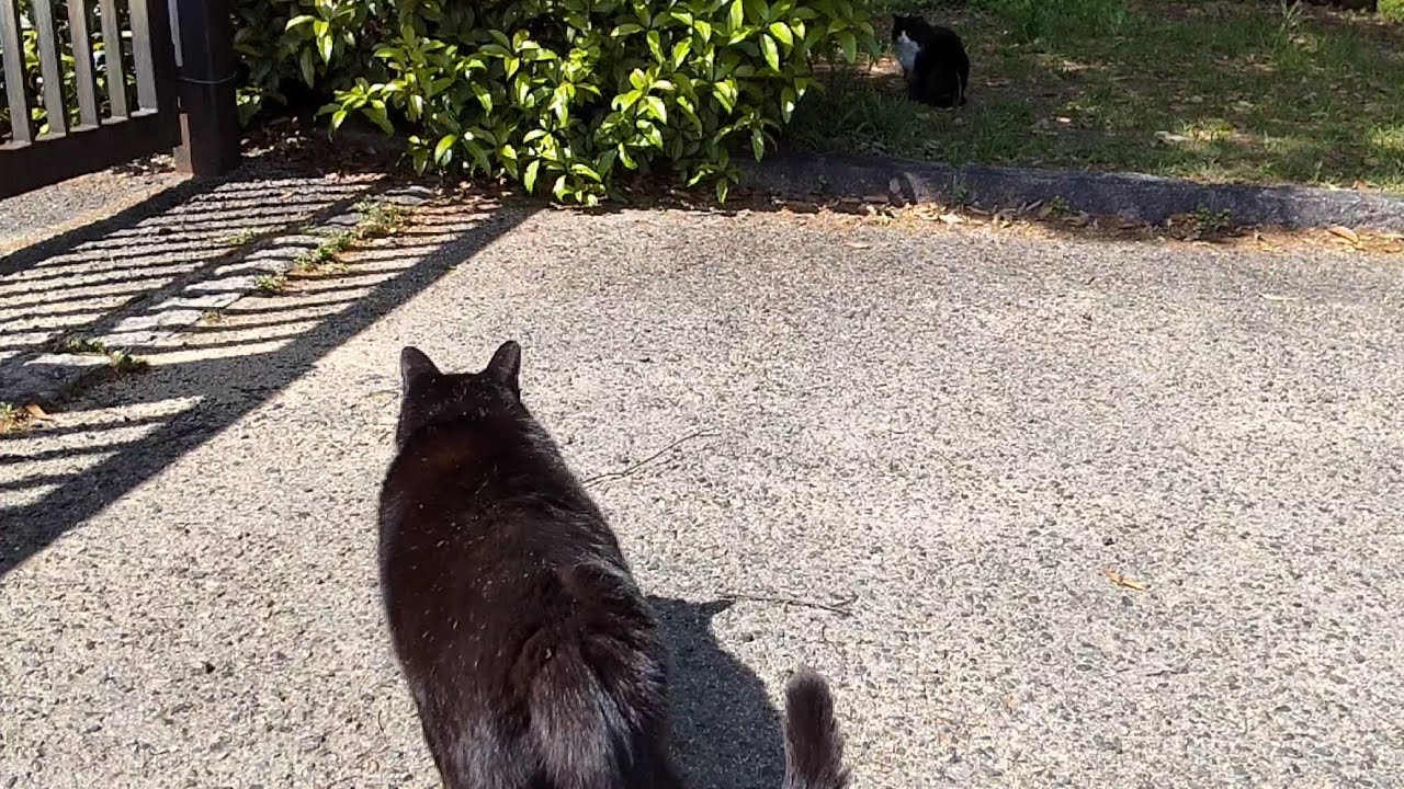 ウァ～ウァ～鳴いて暗闇の敵を威嚇する黒猫さん【A black cat crying to intimidate enemies in the ...