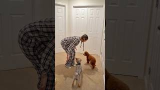 Dog Couldnt Find Girlfriend