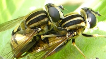 Mating hoverfly - Helophilus pendulus - Randasveifa  - Skordýr - Flugur í ástarleik