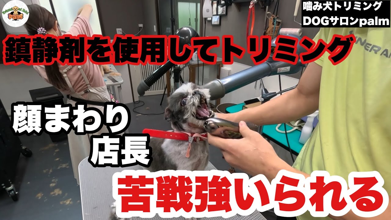 First Visit] A Shih Tzu that became a biter after its owner passed
