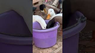 Ducks Act Like They Won The Lottery