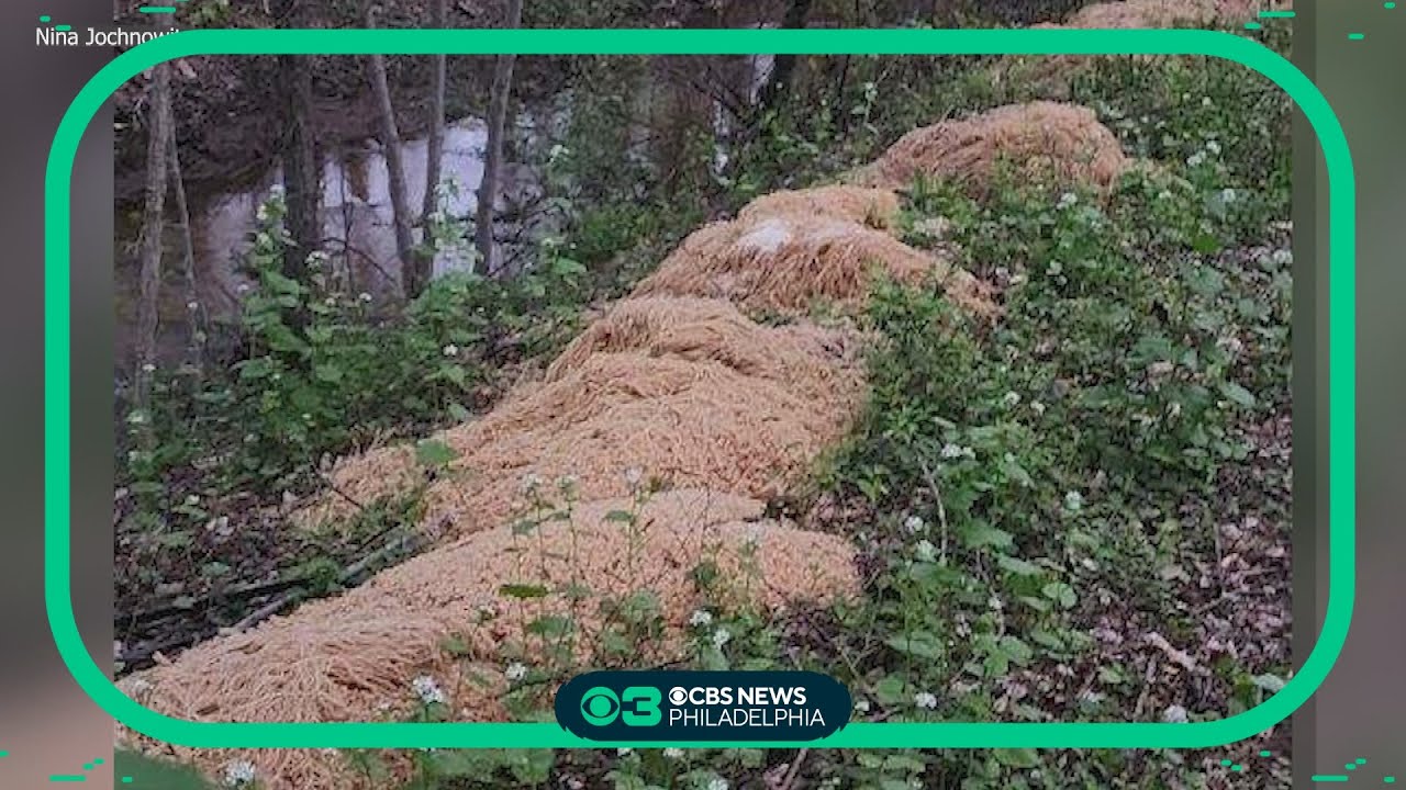 Photos of pounds of pasta dumped along a New Jersey stream goes viral