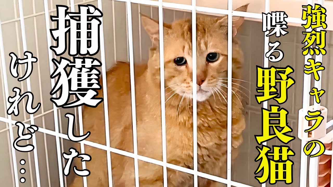 I let a stray cat into my house during a heatwave, and things got
