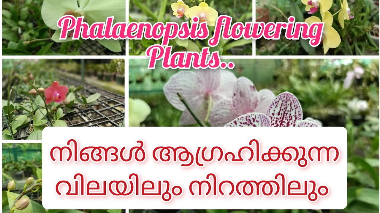 Anyone can buy phalaenopsis flowering plants at low prices..!(SK