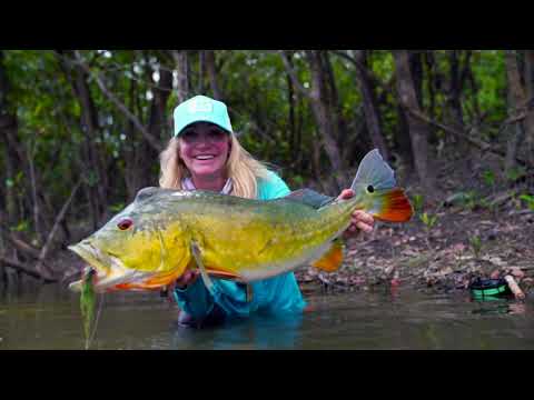 Giant Peacock Bass on fly  - Akuani floating camp by Afloat