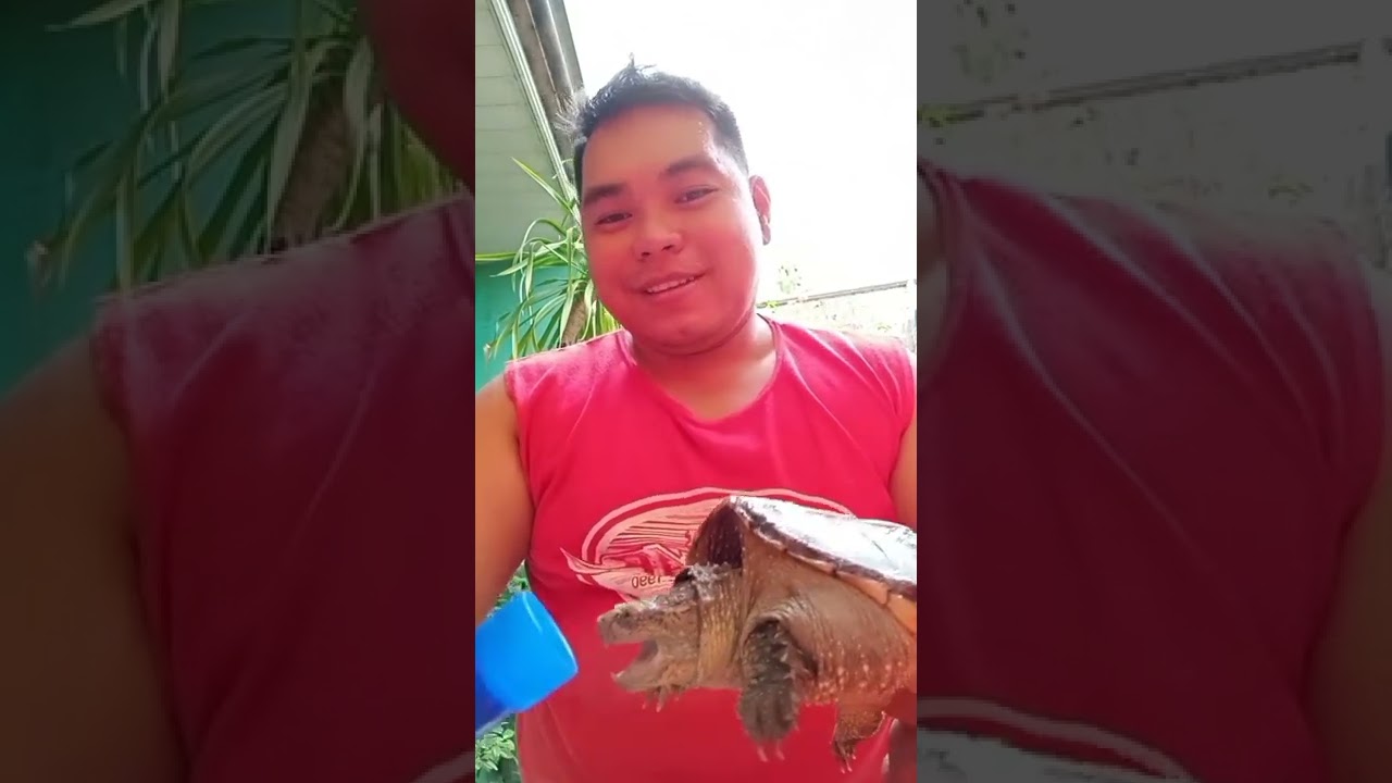 how-to-cure-turtle-fungus-turtles-youtube