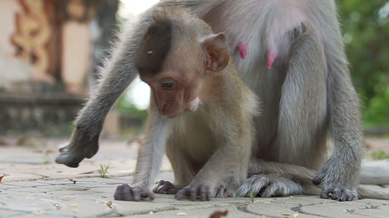 Vigo blind monkey, she struggles to find food and is very thin | WA