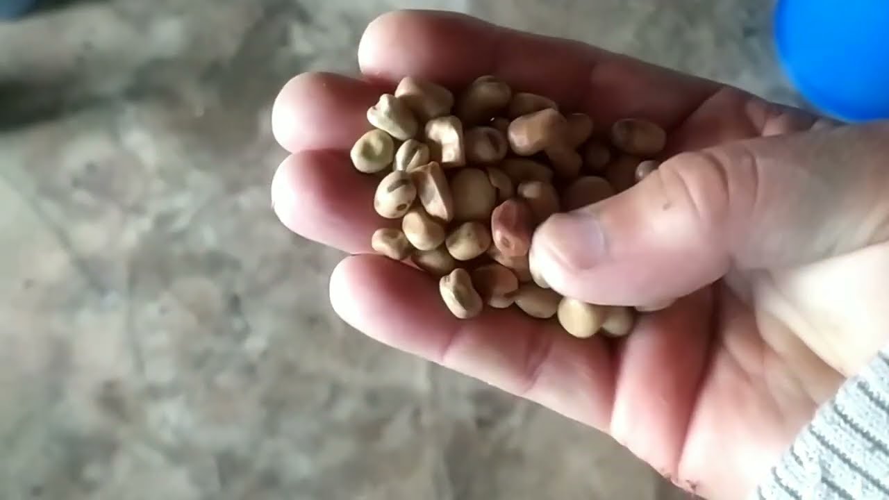 مكلة أو علف الحمام الزاجل الاصيل ديال المسافة من أجل رفع وصحة الحمام 